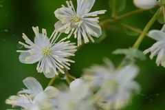 Thalictrum dalzellii